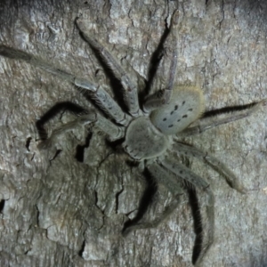 Isopeda sp. (genus) at Yarralumla, ACT - 16 Nov 2019
