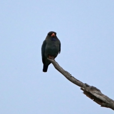 Eurystomus orientalis (Dollarbird) at Paddys River, ACT - 16 Nov 2019 by RodDeb