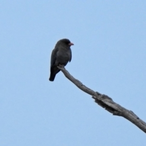 Eurystomus orientalis at Paddys River, ACT - 16 Nov 2019