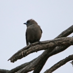 Artamus cyanopterus (Dusky Woodswallow) at Namadgi National Park - 16 Nov 2019 by RodDeb