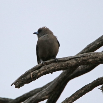 Artamus cyanopterus cyanopterus (Dusky Woodswallow) at Tennent, ACT - 16 Nov 2019 by RodDeb