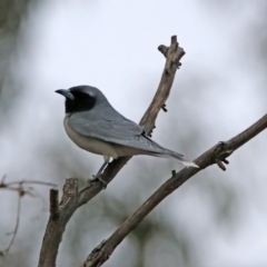 Artamus personatus (Masked Woodswallow) at Namadgi National Park - 16 Nov 2019 by RodDeb