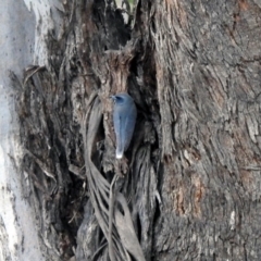 Artamus personatus at Paddys River, ACT - 16 Nov 2019 07:30 PM