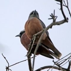 Artamus superciliosus (White-browed Woodswallow) at Tharwa, ACT - 16 Nov 2019 by RodDeb