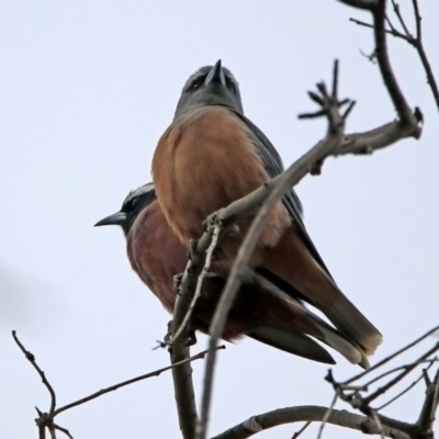 Artamus superciliosus (White-browed Woodswallow) at Tharwa, ACT - 16 Nov 2019 by RodDeb