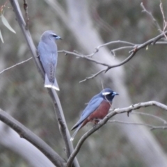 Artamus superciliosus at Tharwa, ACT - 16 Nov 2019