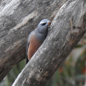 Artamus superciliosus at Tharwa, ACT - 16 Nov 2019