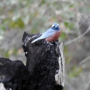 Artamus superciliosus at Tharwa, ACT - 16 Nov 2019