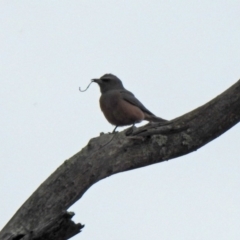 Artamus superciliosus at Tharwa, ACT - 16 Nov 2019