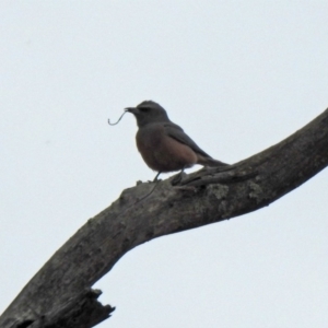 Artamus superciliosus at Tharwa, ACT - 16 Nov 2019