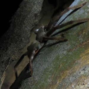 Sparassidae (family) at Yarralumla, ACT - 16 Nov 2019 08:55 PM