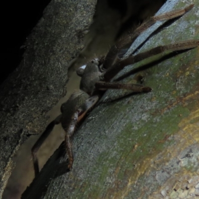Sparassidae (family) (A Huntsman Spider) at Stirling Park - 16 Nov 2019 by AndrewZelnik