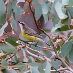 Gerygone olivacea (White-throated Gerygone) at Tennent, ACT - 16 Nov 2019 by RodDeb