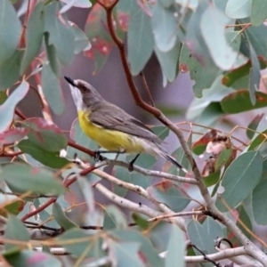 Gerygone olivacea at Tennent, ACT - 16 Nov 2019