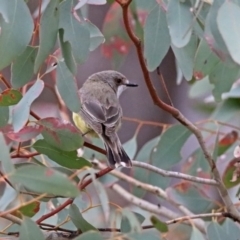 Gerygone olivacea at Tennent, ACT - 16 Nov 2019