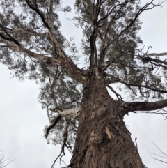 Eucalyptus melliodora (Yellow Box) at Garran, ACT - 16 Nov 2019 by JackyF