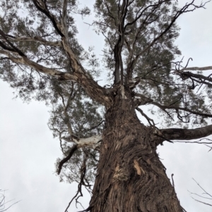 Eucalyptus melliodora at Federal Golf Course - 16 Nov 2019