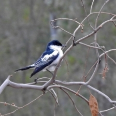 Lalage tricolor (White-winged Triller) at Namadgi National Park - 16 Nov 2019 by RodDeb