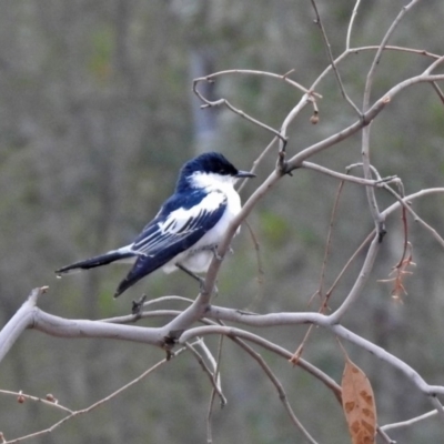 Lalage tricolor (White-winged Triller) at Namadgi National Park - 16 Nov 2019 by RodDeb