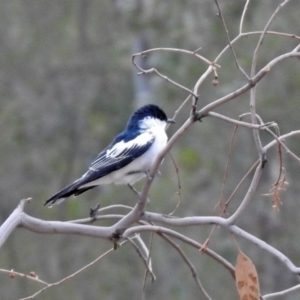 Lalage tricolor at Tennent, ACT - 16 Nov 2019