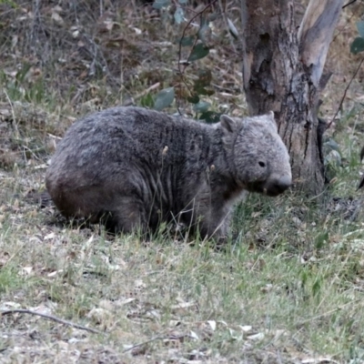 Vombatus ursinus (Common wombat, Bare-nosed Wombat) at Paddys River, ACT - 16 Nov 2019 by RodDeb