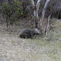 Vombatus ursinus at Paddys River, ACT - 16 Nov 2019 07:41 PM