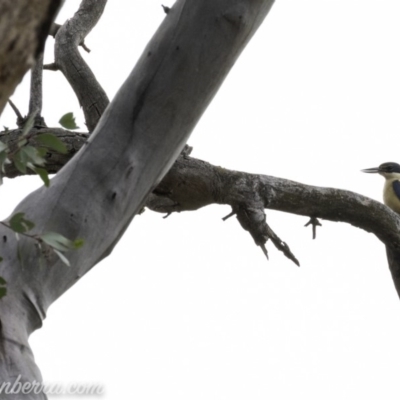 Todiramphus sanctus (Sacred Kingfisher) at Red Hill Nature Reserve - 1 Nov 2019 by BIrdsinCanberra