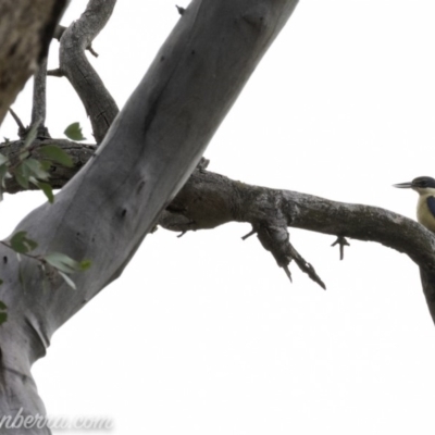 Todiramphus sanctus (Sacred Kingfisher) at Red Hill, ACT - 2 Nov 2019 by JonSteinbeck