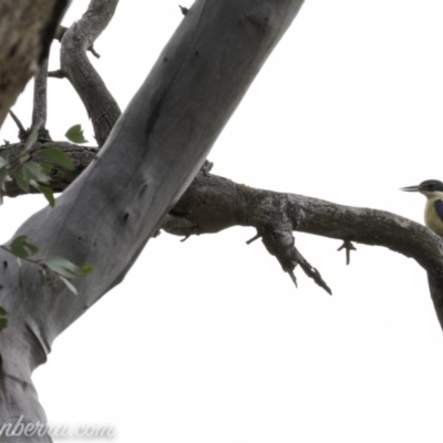 Todiramphus sanctus (Sacred Kingfisher) at Red Hill, ACT - 1 Nov 2019 by BIrdsinCanberra