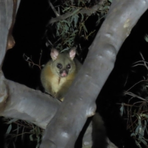 Trichosurus vulpecula at Yarralumla, ACT - 16 Nov 2019 09:06 PM