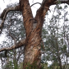 Eucalyptus melliodora (Yellow Box) at Garran, ACT - 16 Nov 2019 by JackyF