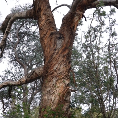 Eucalyptus melliodora (Yellow Box) at Red Hill to Yarralumla Creek - 16 Nov 2019 by JackyF