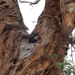 Eucalyptus melliodora at Garran, ACT - 16 Nov 2019