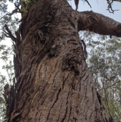 Eucalyptus melliodora at Garran, ACT - 16 Nov 2019