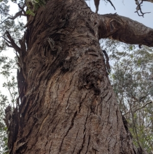 Eucalyptus melliodora at Garran, ACT - 16 Nov 2019 05:21 PM