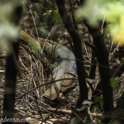 Ptilonorhynchus violaceus (Satin Bowerbird) at Hughes, ACT - 2 Nov 2019 by BIrdsinCanberra
