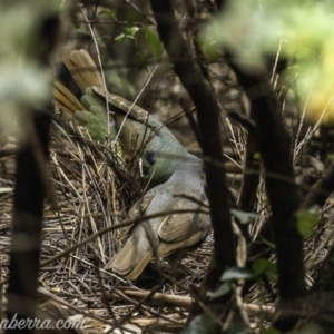 Ptilonorhynchus violaceus at Hughes, ACT - 2 Nov 2019