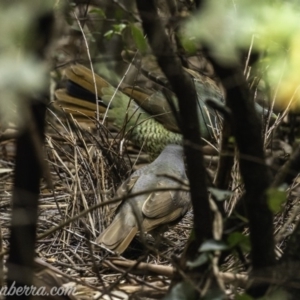 Ptilonorhynchus violaceus at Hughes, ACT - 2 Nov 2019