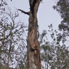 Eucalyptus melliodora (Yellow Box) at Garran, ACT - 16 Nov 2019 by JackyF