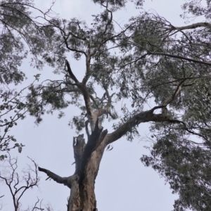 Eucalyptus melliodora at Federal Golf Course - 16 Nov 2019 05:20 PM