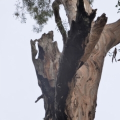 Eucalyptus melliodora at Garran, ACT - 16 Nov 2019