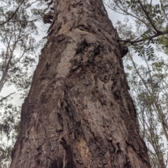 Eucalyptus melliodora at Federal Golf Course - 16 Nov 2019