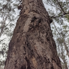 Eucalyptus melliodora at Garran, ACT - 16 Nov 2019