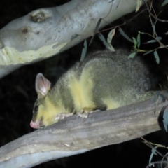 Trichosurus vulpecula (Common Brushtail Possum) at Stirling Park - 16 Nov 2019 by AndrewZelnik