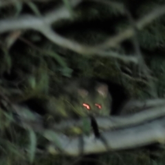 Trichosurus vulpecula (Common Brushtail Possum) at Yarralumla, ACT - 16 Nov 2019 by AndyRoo