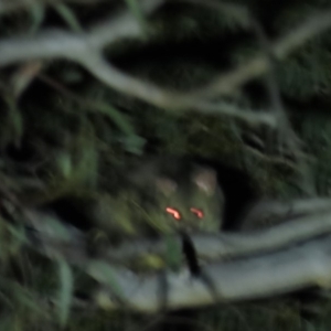 Trichosurus vulpecula at Yarralumla, ACT - 16 Nov 2019