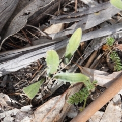 Plantago varia (Native Plaintain) at Garran, ACT - 16 Nov 2019 by JackyF