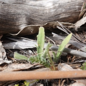 Plantago varia at Garran, ACT - 16 Nov 2019