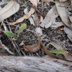 Plantago varia at Garran, ACT - 16 Nov 2019 04:07 PM