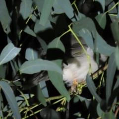 Manorina melanocephala (Noisy Miner) at Yarralumla, ACT - 16 Nov 2019 by AndrewZelnik